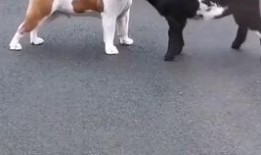 最新爆料小羊崽,揭秘娱乐圈背后的惊人真相！